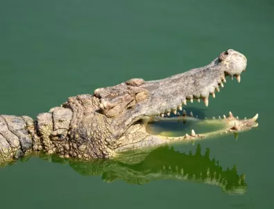 В курорт в Австралия заловиха огромен крокодил