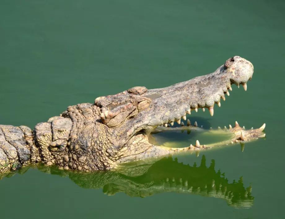Австралиец се отърва от крокодил с джобно ножче 