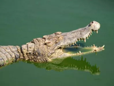 Крокодили ловуват в наводнени индийски улици (ВИДЕО)