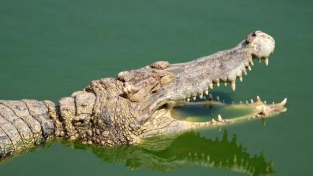 Крокодили ловуват в наводнени индийски улици (ВИДЕО)
