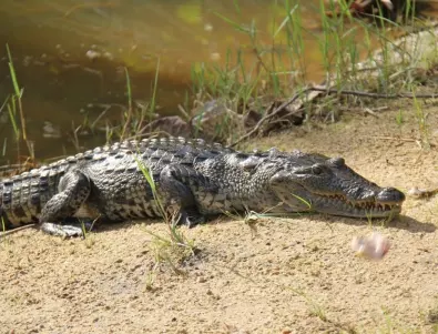 Бягаш от карантина - изяжда те крокодил