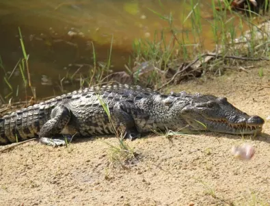 Крокодил погълна 8-годишно дете