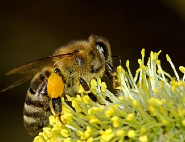 Пчелари от Русе алармират за бъдещето на меда