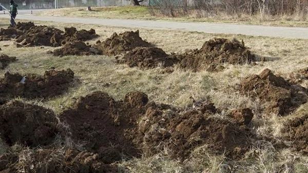 Парцел за живи коледни елхи в Стара Загора