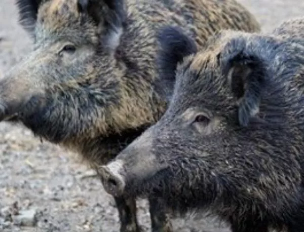 Африканската чума по свинете ще обсъждат български и румънски специалисти