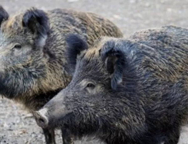 Втори случай на чума по прасетата, съобщи БАБХ