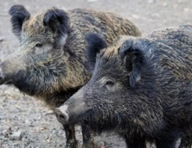 3 заразени прасета с африканска чума в село Новачене