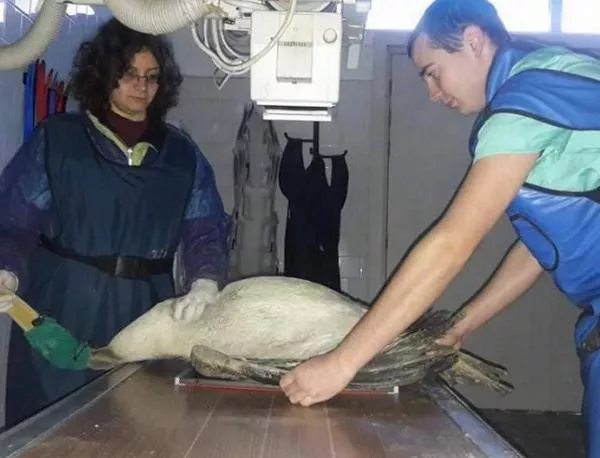 Розовият пеликан, пострадал край Бургас, е прострелян за развлечение от бракониери