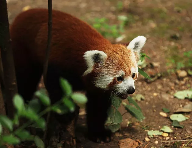 Бебе червена панда от застрашен вид се роди в зоопарк в Германия
