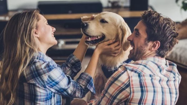 Как домашните кучета може да пътуват по света