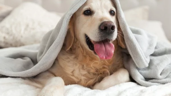 Кога детето е готово да има куче?