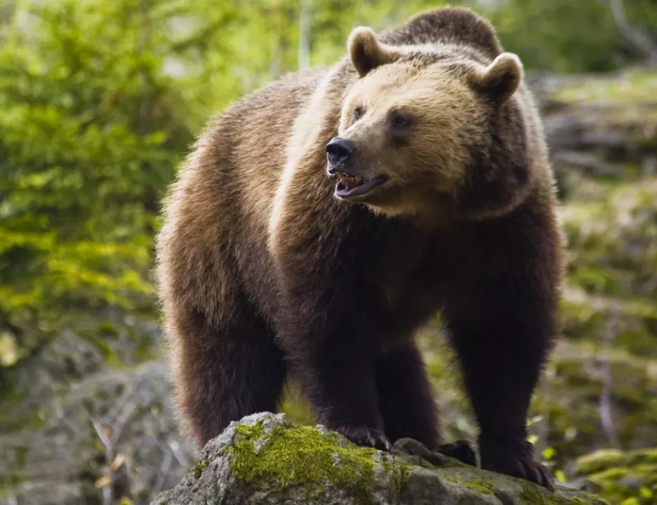 Експерт: Ако срещнете мечка в планината не бягайте