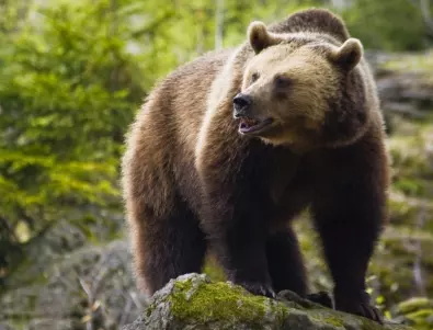 Природозащитници се събраха на протест в защита на мечката от Белица