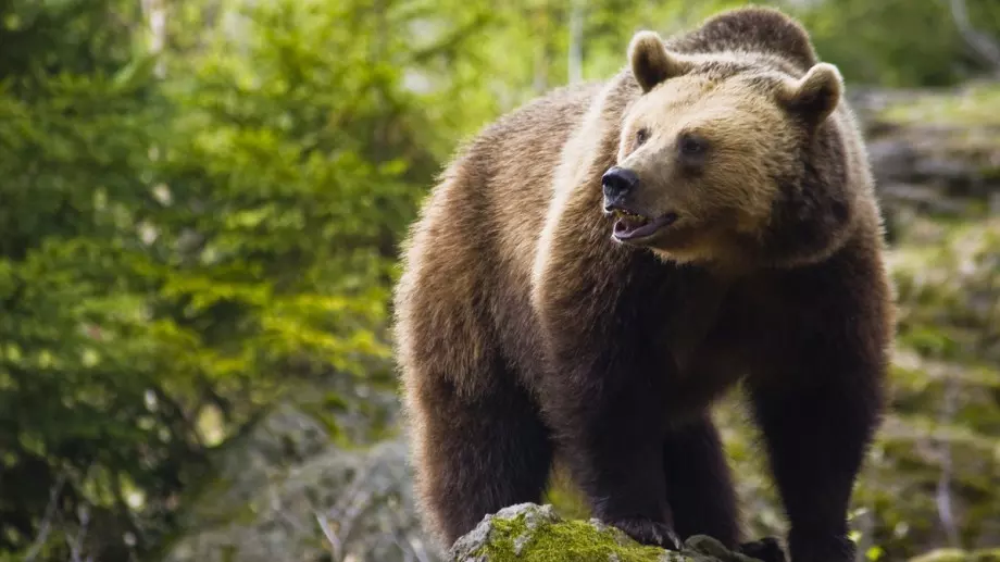Къде има най-много мечки в България?