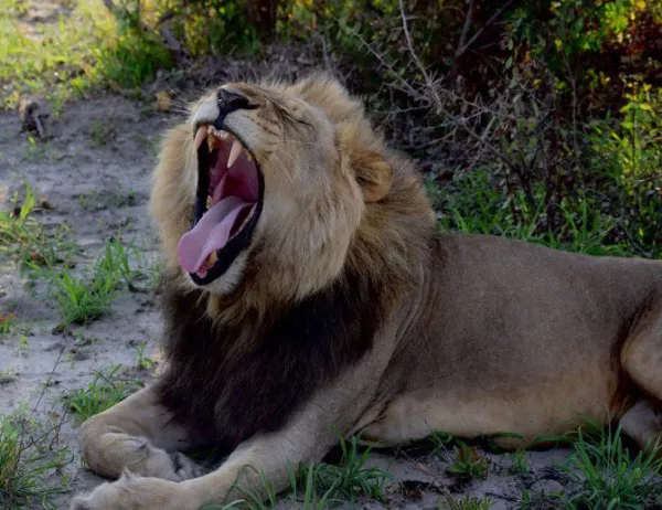 Откриха останки на най-големия древен лъв в света –  тежал 1 500 килограма