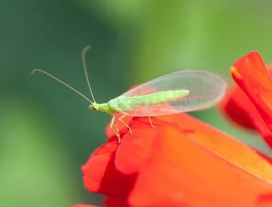 Проучвания показват - насекомите в Германия изчезват