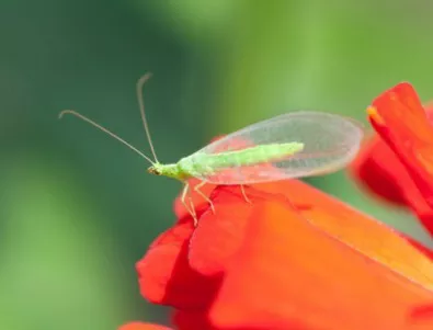 Намаляването на насекомите застрашава света