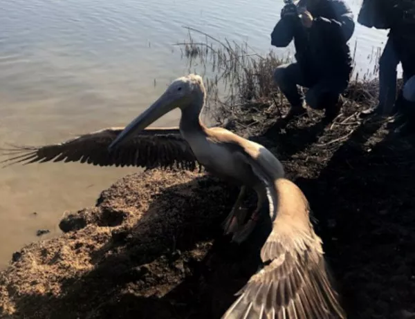 Полетя пеликанът, който бе прострелян от бракониери (СНИМКИ)