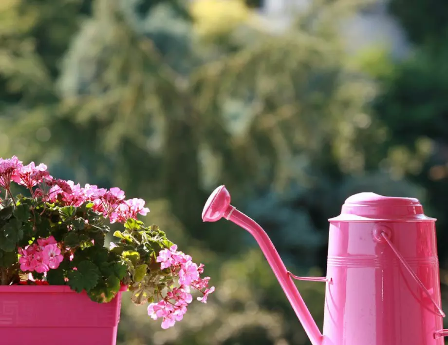 Съвети при поливане на цветя във висящи кошници: Тайни за успешен цъфтеж