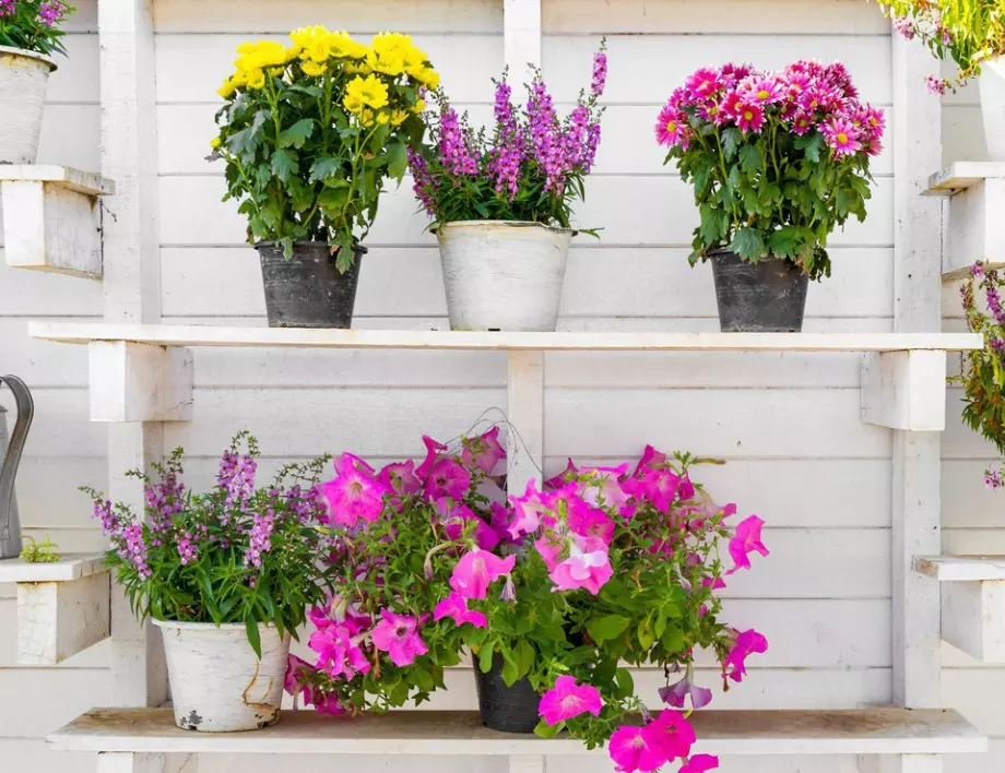 Шест красиви растения, които пречистват въздуха в дома ни