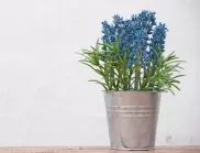 5 причини, поради които подаръкът на саксийно цвете ще убие енергията в дома ви