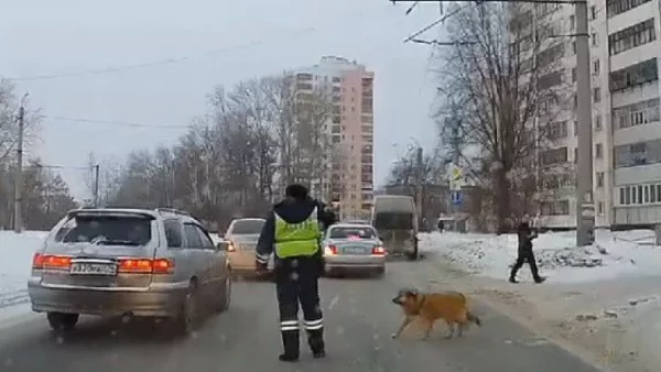 Полицай спира движението, за да може куцо куче да пресече (ВИДЕО)