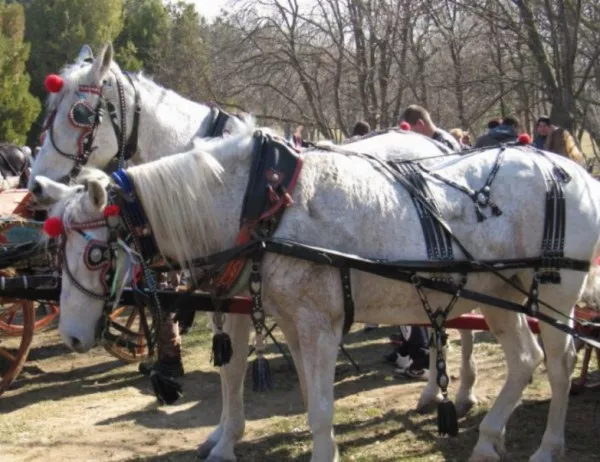 За Тодоровден организират конни надбягвания във Вършец