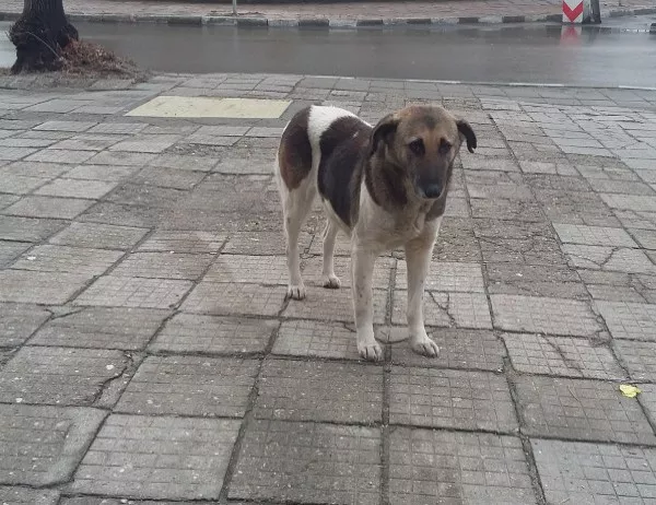 Две акции по улов на бездомни кучета в Асеновград този месец