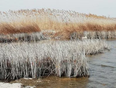 РИОСВ – Варна: Сезирана е прокуратурата за изгорели сухи треви и тръстика край Шабленското езеро