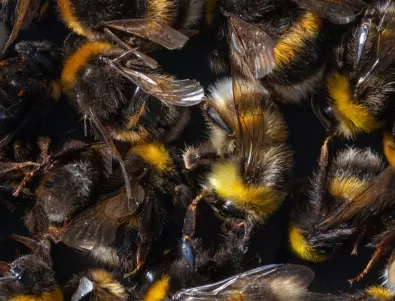 Прокуратурата проверява масовото отравяне на пчелите в Плевенско