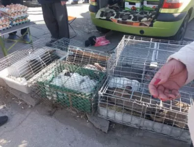 Пловдивски търговци на живи зайци, гълъби и риба отнесоха глоби