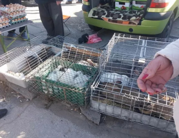 Пловдивски търговци на живи зайци, гълъби и риба отнесоха глоби