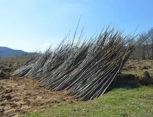 Засаждат над 2000 фиданки в ивайловградско село