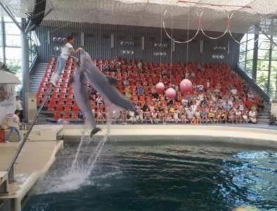 Протест във Варна настоява за затваряне на делфинариума