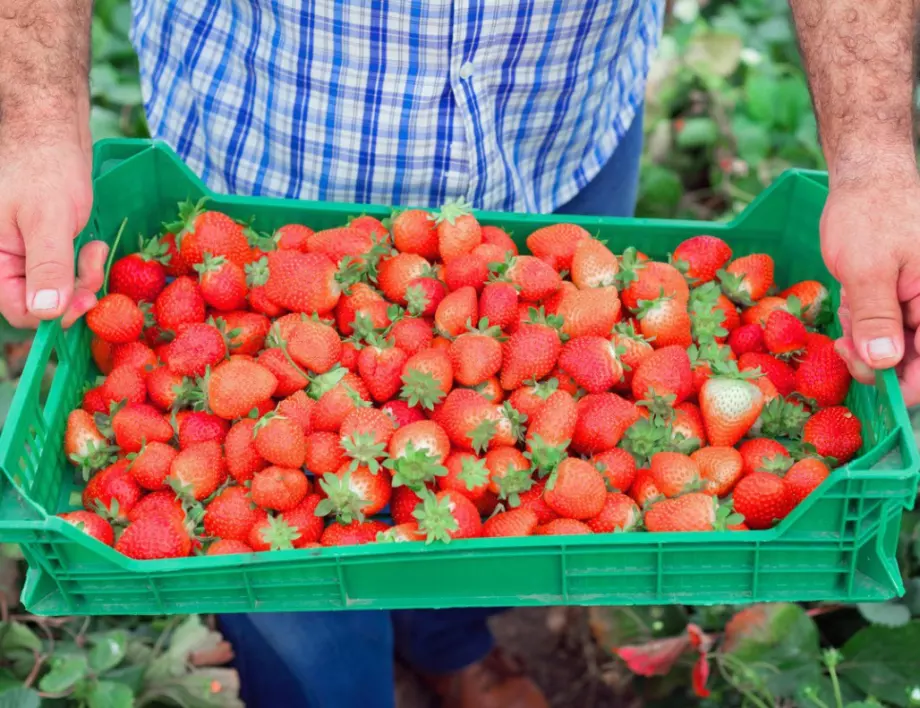 Съвет от опитните градинари за богата реколта от ягоди