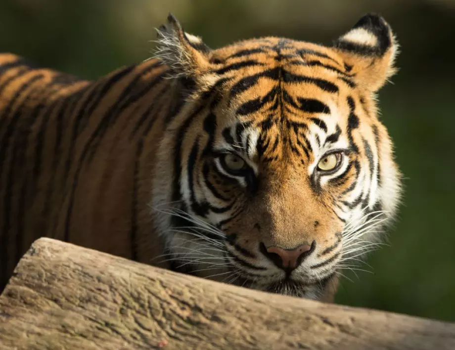 Балйският тигър е обявен за изчезнал животински вид