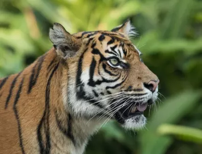 И тигрите в Индия в изолация заради коронавируса 