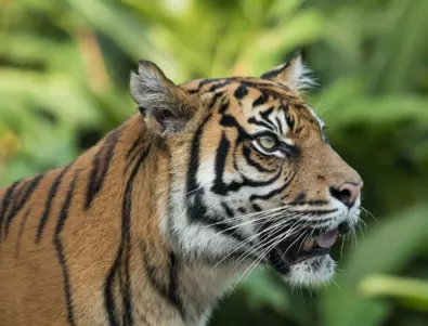 Полицията издирва бенгалски тигър в Хюстън