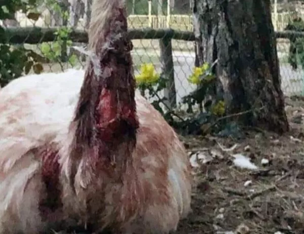 Птицата нанду в старозагорския зоопарк с тежки рани заради хъски