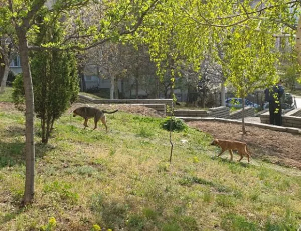 Масово отравяне на кучета пред очите на деца в Перник, общината не взима мерки