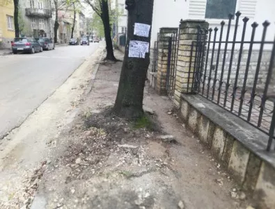 Липи, разрушаващи тротоарите в Добрич, ще бъдат отстранени