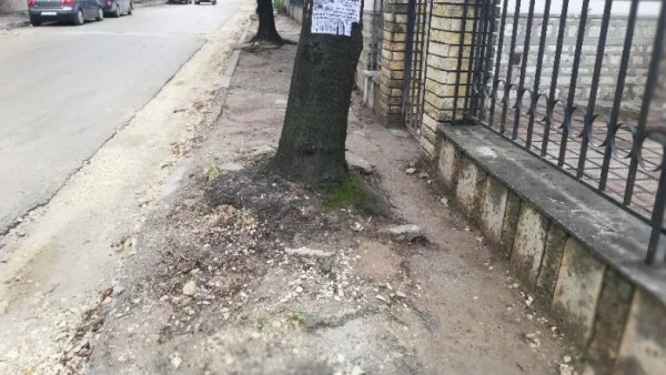 Липи, разрушаващи тротоарите в Добрич, ще бъдат отстранени