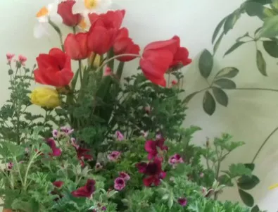 В Крушари ще си разменят цветя, разсади за зеленчуци и вещи за бита