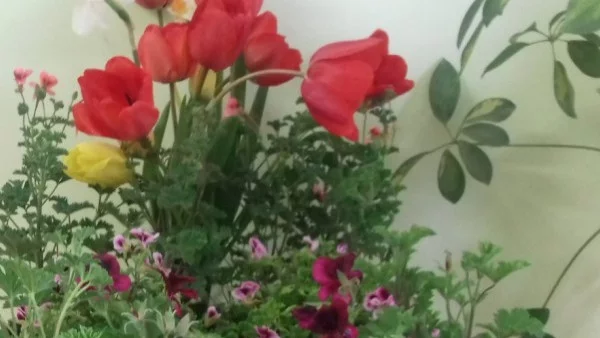 В Крушари ще си разменят цветя, разсади за зеленчуци и вещи за бита