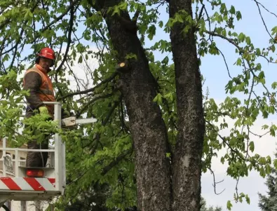 Премахнаха опасни дървета от улица в Добрич