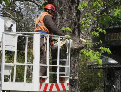 Премахват опасните дървета в Градската градина в София
