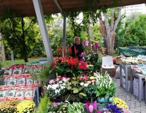 Националната изложба на цветя "Флора Бургас" ще радва любителите на красотата