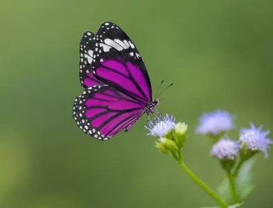 Пеперудите в САЩ са застрашени