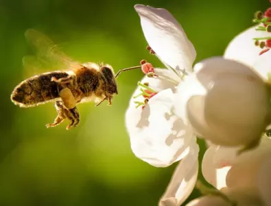 Как да помагаме на пчелите чрез градината си