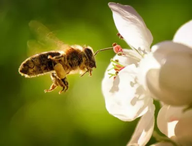 БАБХ: Няма масов мор заради пестициди сред пчелите, има инцидентни случаи